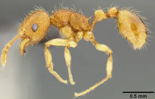 Tetramorium tonganum specimen CASENT0171074 image casent0171074_4