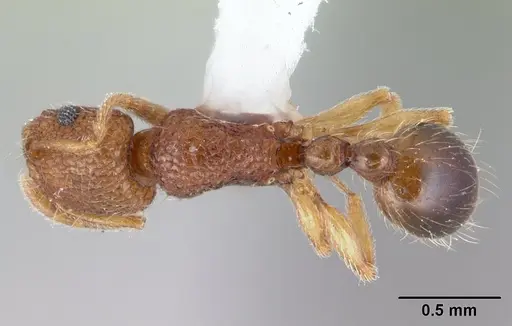 Tetramorium tonganum specimen CASENT0178422 image casent0178422_1