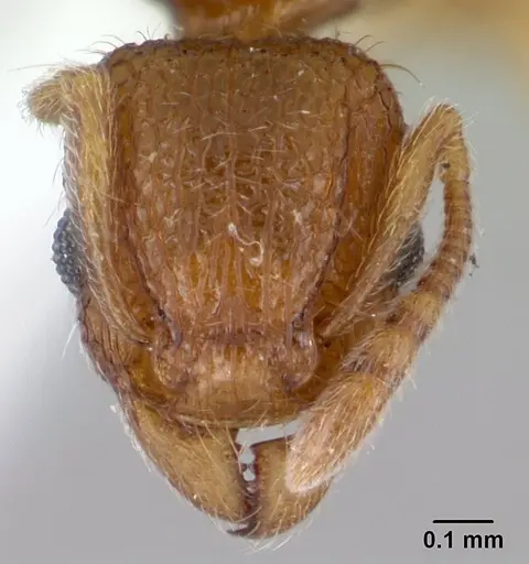 Tetramorium tonganum specimen CASENT0178422 image casent0178422_2