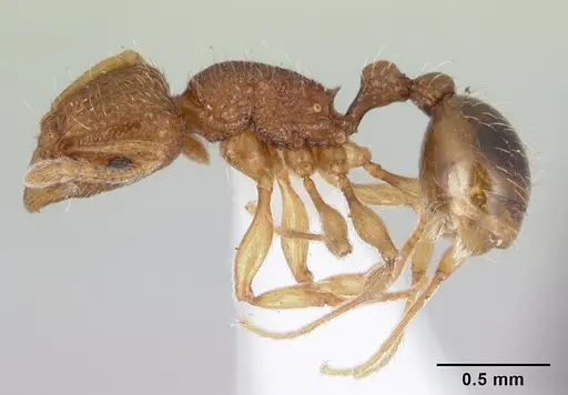 Tetramorium tonganum specimen CASENT0178422 image casent0178422_3
