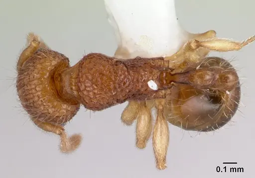 Tetramorium tonganum specimen CASENT0178423 image casent0178423_1