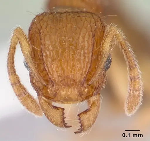 Tetramorium tonganum specimen CASENT0178423 image casent0178423_2