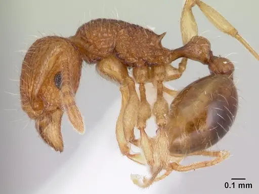Tetramorium tonganum specimen CASENT0178423 image casent0178423_3