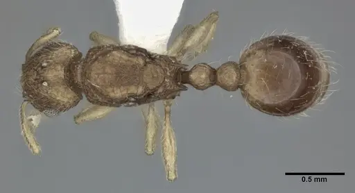 Tetramorium tonganum specimen CASENT0246151 image casent0246151_1