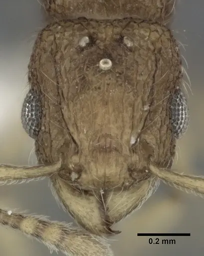 Tetramorium tonganum specimen CASENT0246151 image casent0246151_2