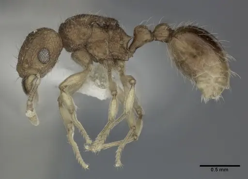 Tetramorium tonganum specimen CASENT0246151 image casent0246151_3