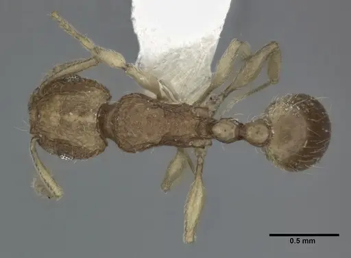 Tetramorium tonganum specimen CASENT0246152 image casent0246152_1