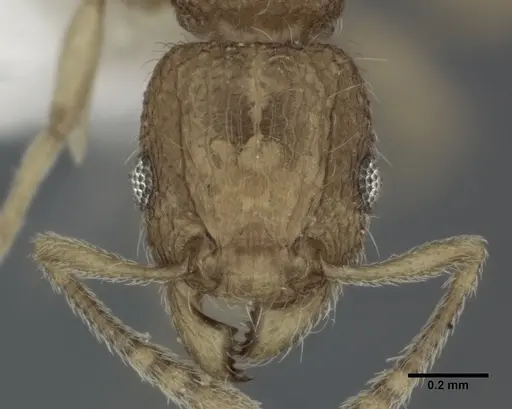 Tetramorium tonganum specimen CASENT0246152 image casent0246152_2