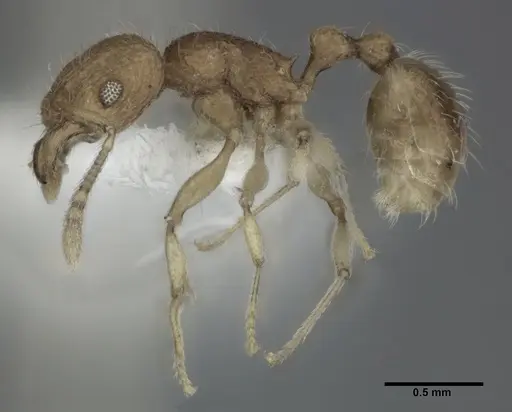 Tetramorium tonganum specimen CASENT0246152 image casent0246152_3