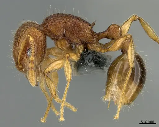 Tetramorium tonganum specimen CASENT0272400 image casent0272400_1