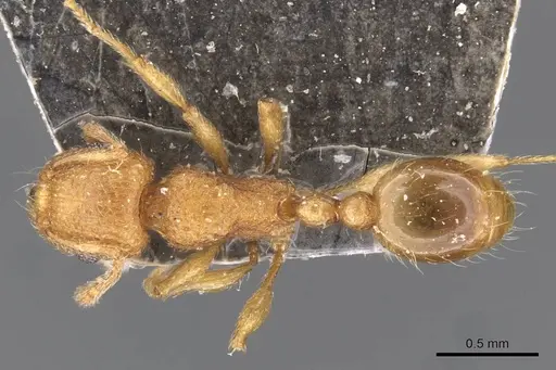 Tetramorium tonganum specimen CASENT0909171 image casent0909171_1