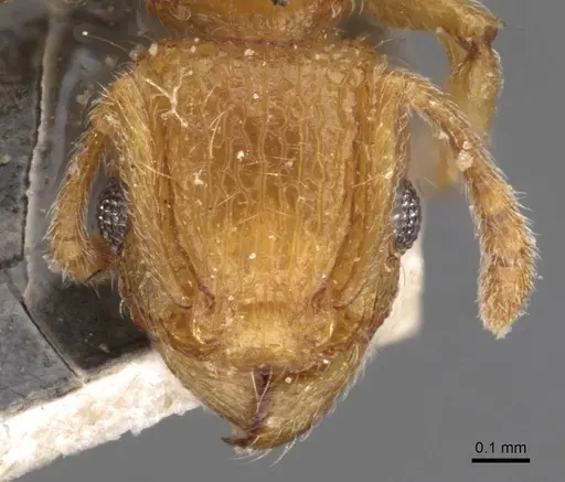 Tetramorium tonganum specimen CASENT0909171 image casent0909171_2