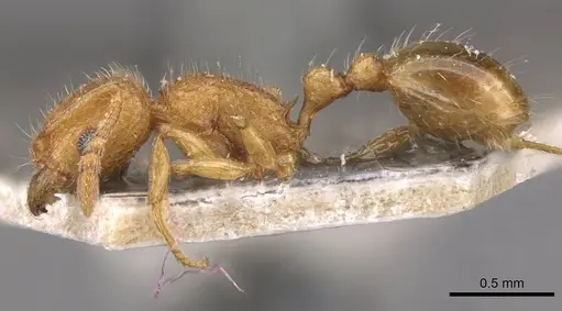 Tetramorium tonganum specimen CASENT0909171 image casent0909171_3