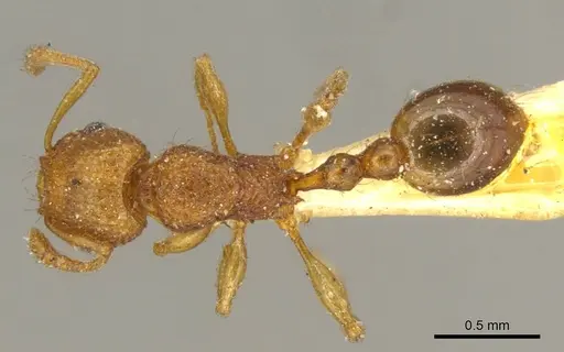 Tetramorium tonganum specimen CASENT0916043 image casent0916043_1