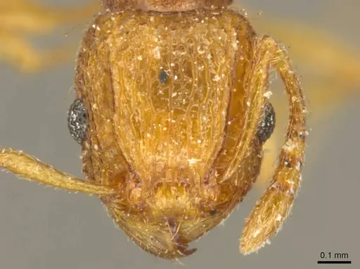 Tetramorium tonganum specimen CASENT0916043 image casent0916043_2