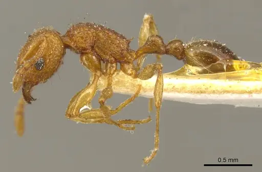 Tetramorium tonganum specimen CASENT0916043 image casent0916043_3