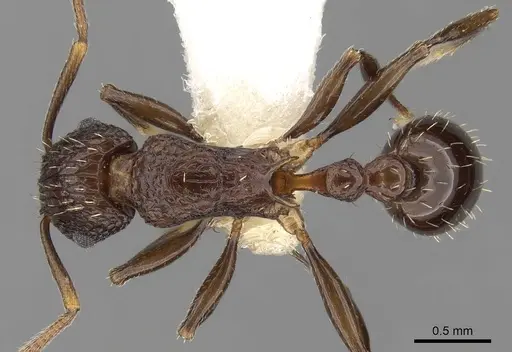 Tetramorium tortuosum specimen CASENT0280879 image casent0280879_1