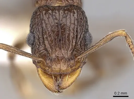Tetramorium tortuosum specimen CASENT0280879 image casent0280879_2