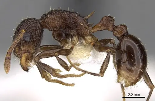 Tetramorium tortuosum specimen CASENT0280879 image casent0280879_3