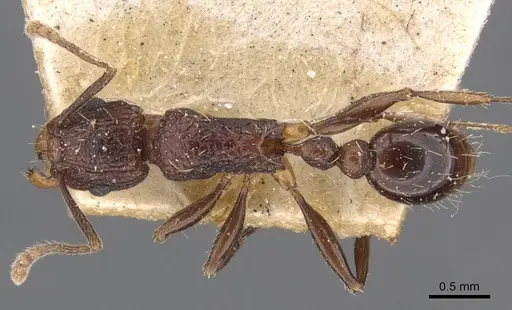 Tetramorium tortuosum specimen CASENT0909191 image casent0909191_1