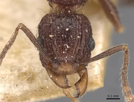 Tetramorium tortuosum specimen CASENT0909191 image casent0909191_2