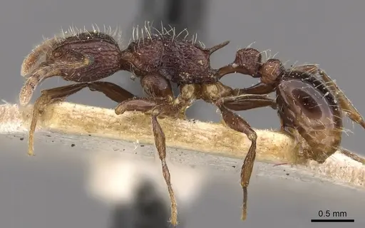 Tetramorium tortuosum specimen CASENT0909191 image casent0909191_3