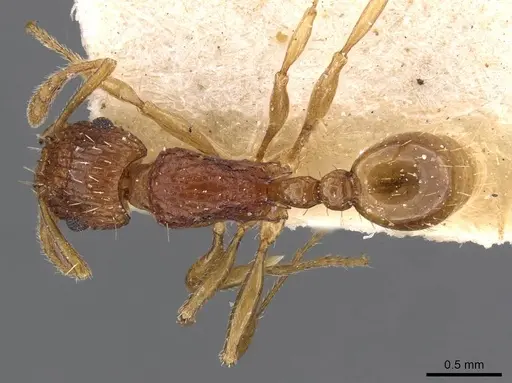 Tetramorium tortuosum specimen CASENT0909193 image casent0909193_1