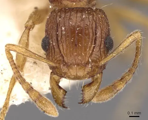 Tetramorium tortuosum specimen CASENT0909193 image casent0909193_2