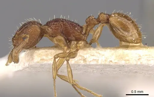 Tetramorium tortuosum specimen CASENT0909193 image casent0909193_3