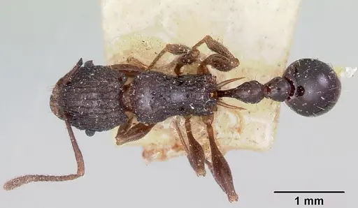 Tetramorium tosii specimen CASENT0101903 image casent0101903_1