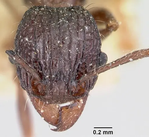 Tetramorium tosii specimen CASENT0101903 image casent0101903_2