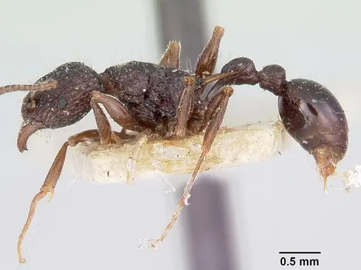 Tetramorium tosii specimen CASENT0101903 image casent0101903_3