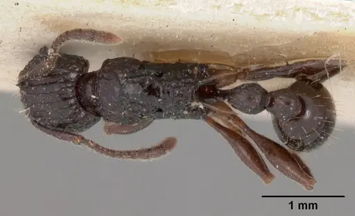 Tetramorium tosii specimen CASENT0102071 image casent0102071_1