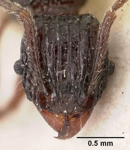 Tetramorium tosii specimen CASENT0102071 image casent0102071_2