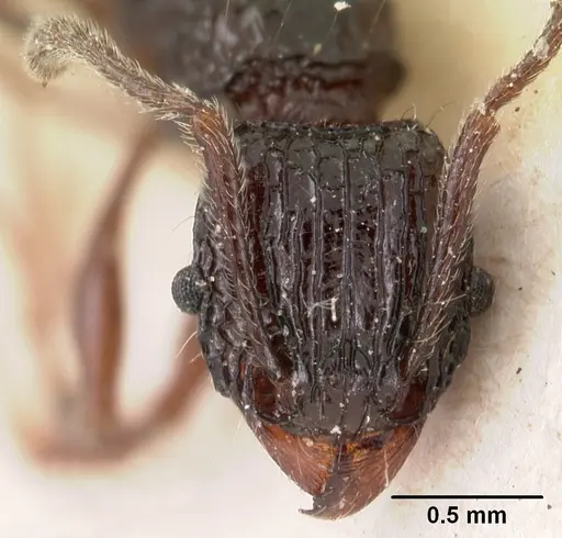 Tetramorium tosii specimen CASENT0102071 image casent0102071_3