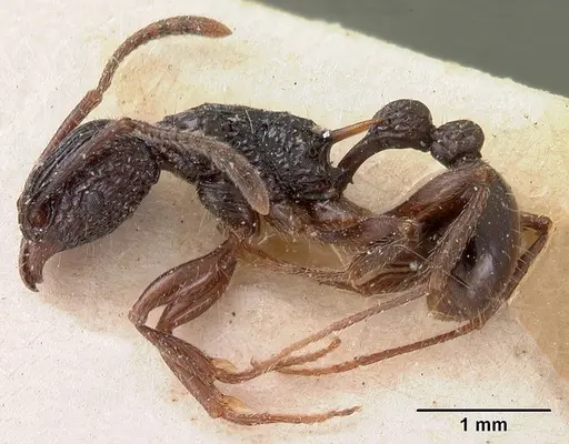 Tetramorium tosii specimen CASENT0102071 image casent0102071_4