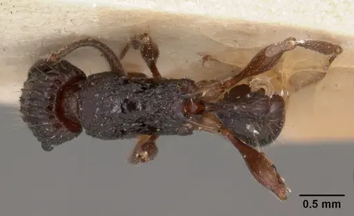 Tetramorium tosii specimen CASENT0102072 image casent0102072_1