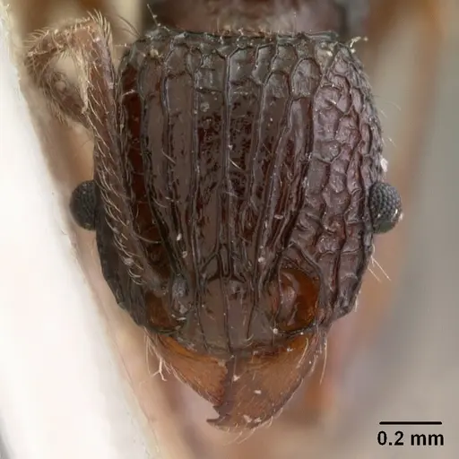 Tetramorium tosii specimen CASENT0102072 image casent0102072_2