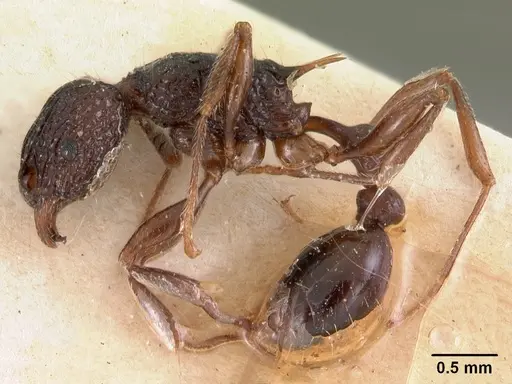 Tetramorium tosii specimen CASENT0102072 image casent0102072_3
