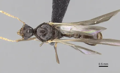 Tetramorium tosii specimen CASENT0160469 image casent0160469_1
