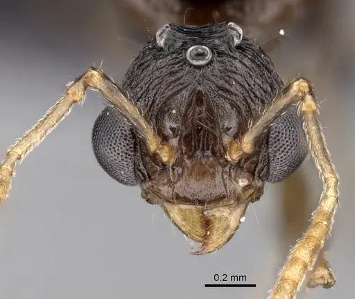 Tetramorium tosii specimen CASENT0160469 image casent0160469_2