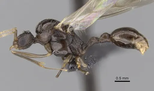 Tetramorium tosii specimen CASENT0160469 image casent0160469_3
