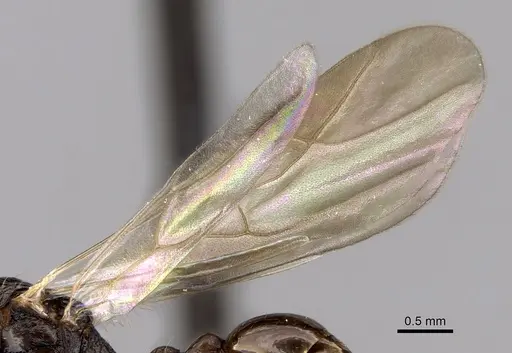 Tetramorium tosii specimen CASENT0160469 image casent0160469_4