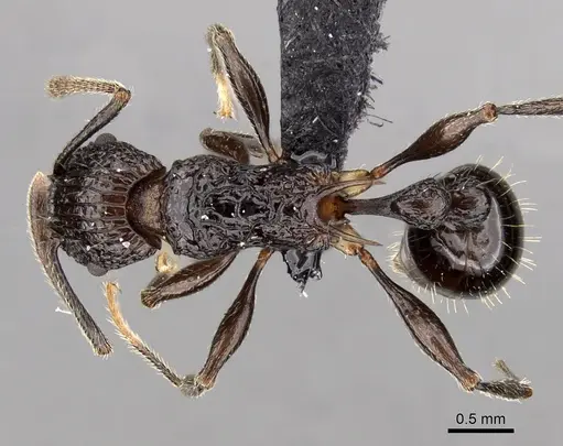 Tetramorium tosii specimen CASENT0249662 image casent0249662_1