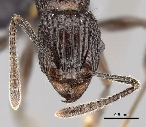 Tetramorium tosii specimen CASENT0249662 image casent0249662_2