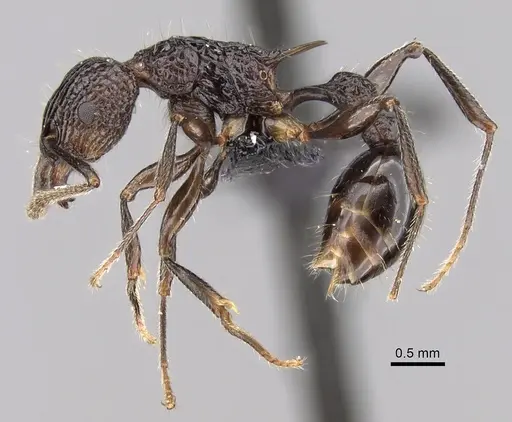 Tetramorium tosii specimen CASENT0249662 image casent0249662_3