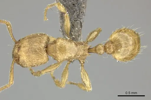 Tetramorium traegaordhi specimen CASENT0249034 image casent0249034_1