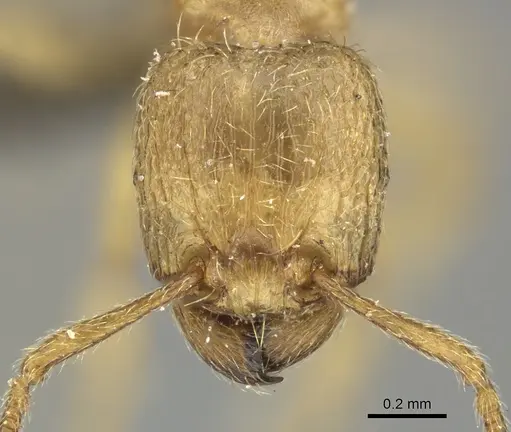Tetramorium traegaordhi specimen CASENT0249034 image casent0249034_2