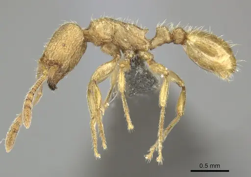 Tetramorium traegaordhi specimen CASENT0249034 image casent0249034_3