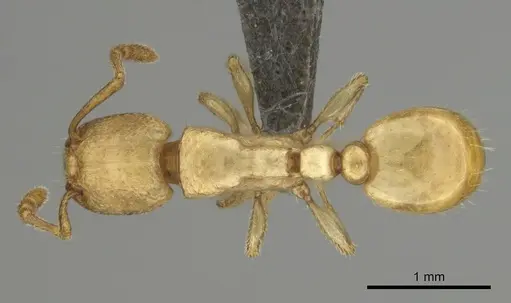 Tetramorium traegaordhi specimen CASENT0257072 image casent0257072_1